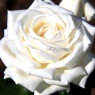 Троянда чайно-гібридна Анастасія в контейнері